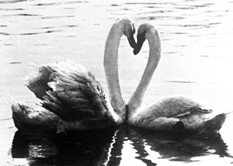 a-little-billing-and-cooing-1937-swans-3007563-470-1434127195000.1280x0